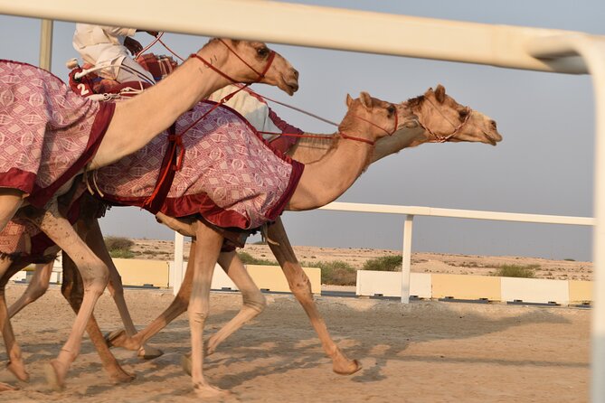 Combo West and North of Qatar Tour - Timing, Transportation, and What a 6 to 8 Hour Day Really Means