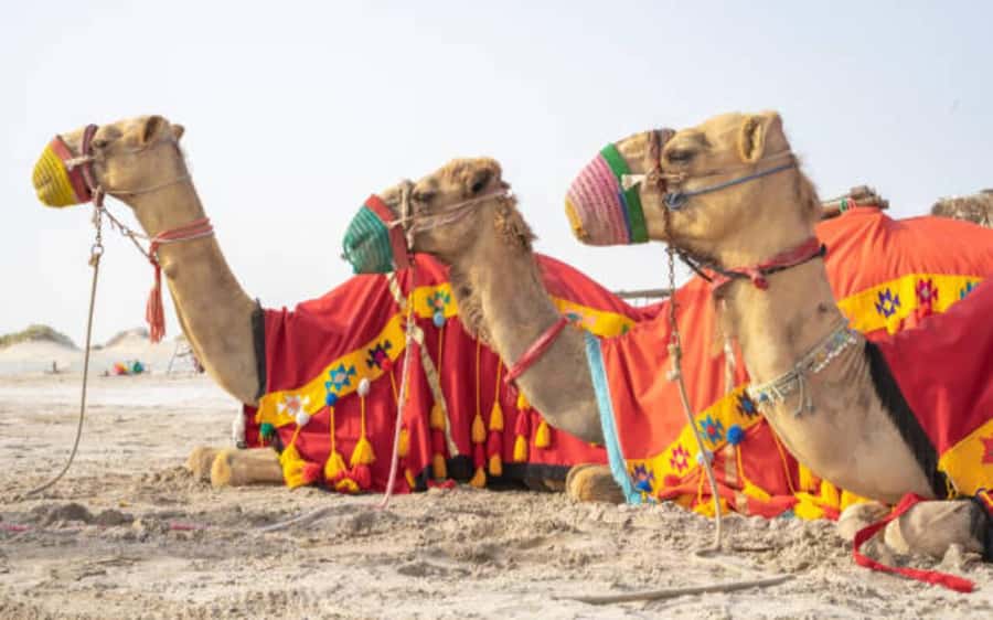 Desert Safari, Dunes Ride, Sand Boarding & Inland Sea Tour - Inland Sea Beach: walk, swim, and photo time with a totally different vibe
