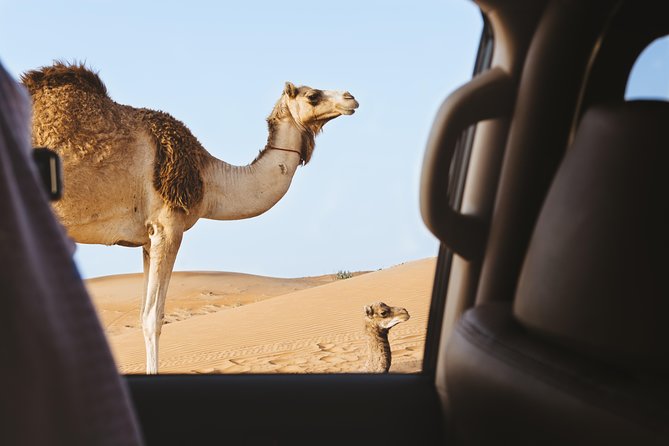 Desert Safari – Morning, Afternoon, Sunrise & Sunset Options - Getting picked up, then hopping into a 4x4 for dune bashing
