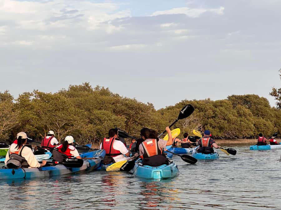 Discover Purple Island | Guided Mangrove Kayaking Experience - Wildlife and Bird Watching: How to Get More From a Short Paddle