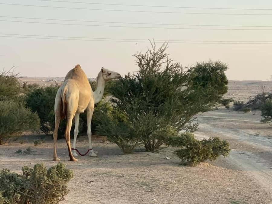 Doha Activities: Desert Safari, Dune Bashing & Inland Sea - FAQ