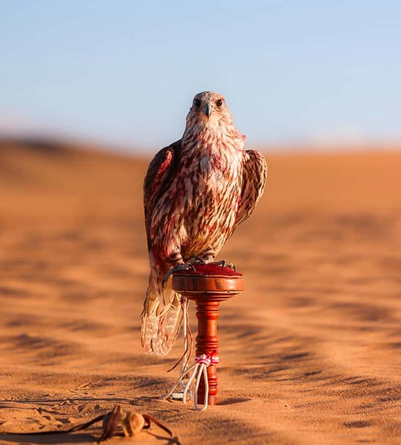 Doha : Arabian Horse Ride Experience With Pickup & Drop Off - Who This Ride Fits Best (and Who Might Feel Frustrated)