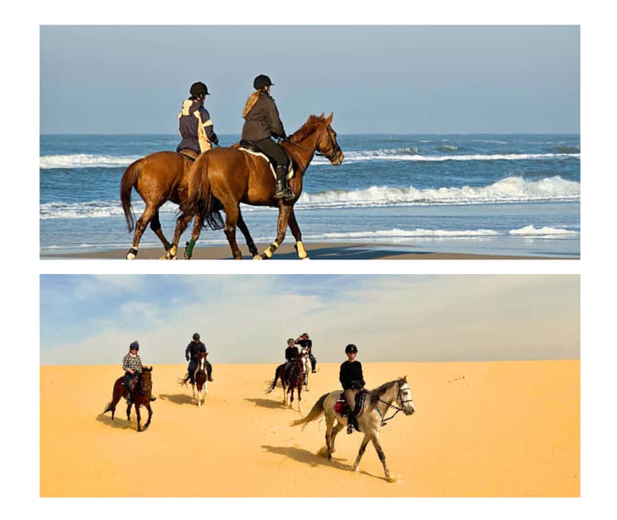 Doha: Arabian Horse Riding Experience –Sea or Desert Options - Desert vs seaside in Doha: choosing your ride