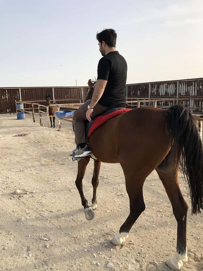 Doha: Arabian Horse Riding Experience –Sea or Desert Options - The sea side hour: coastal riding without the stress