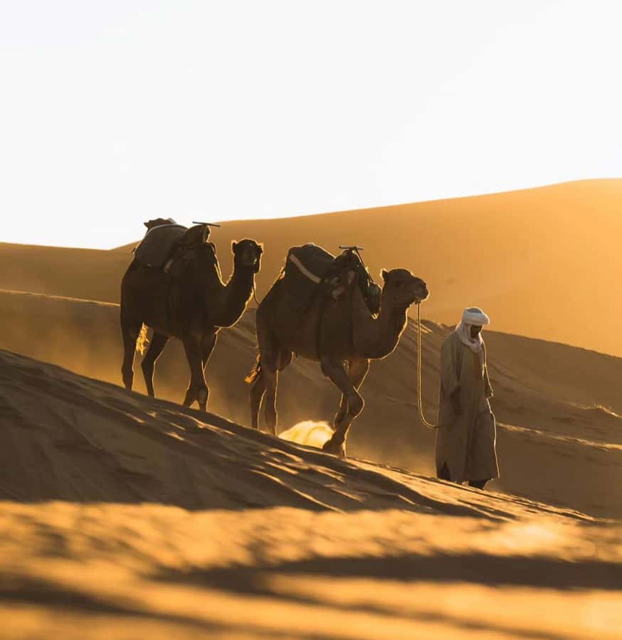 Doha: ATV/Desert Safari with Activities and Inland Sea Stop - Camel caravan ride: the calm break you will feel later