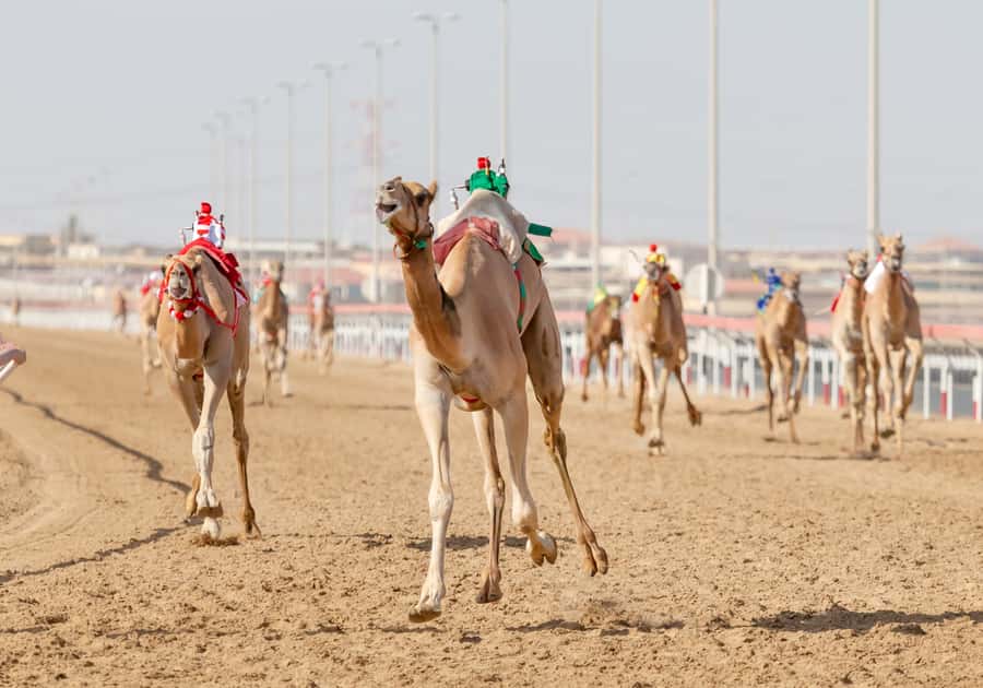 Doha Camel Race Track & Richard Serra Desert Sculpture Tour - Key reasons this tour works