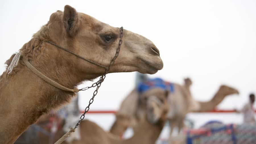 Doha Camel Race Track & Richard Serra Desert Sculpture Tour - Jeep/SUV transport from Doha, and why timing feels right