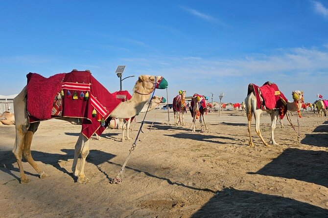 Doha Desert Safari Dune Bashing Camel Ride - A Half-Day Mix of Dune Thrills and Inland Sea Views