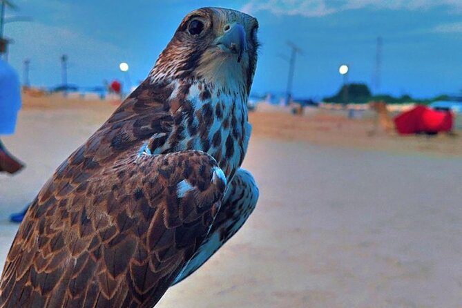 Doha Desert Safari Dune Bashing Camel Ride - Khor Al Adaid Inland Sea: Why This Stop Hits Differently