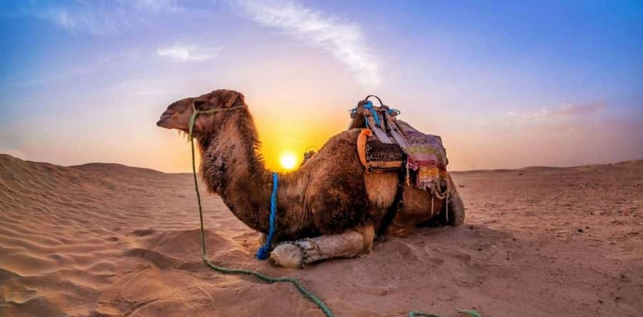 Doha: Desert Safari with Camel Ride Family Friendly Tour - Family-friendly math: what works with kids