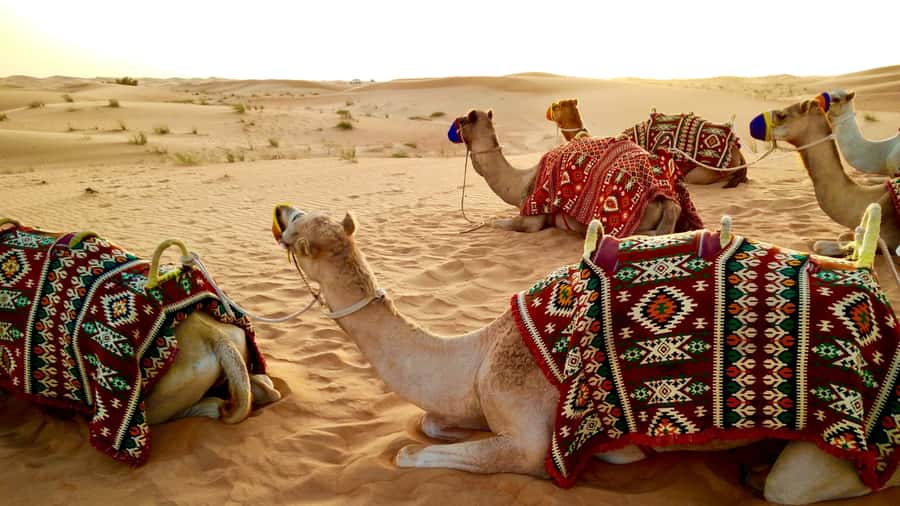 Doha: Dune Bashing Safari, Falcon, Camel, ATV, Sandboarding - Dune bashing and sandboarding: the adrenaline, controlled