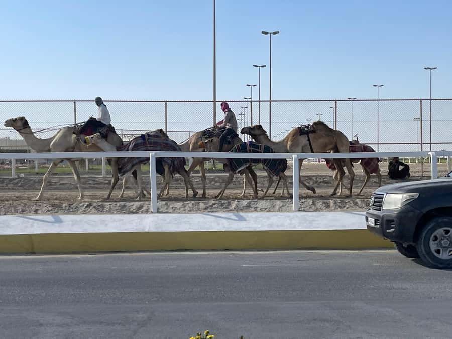 Doha Full Day North & West Tour | Rich History & culture - Al Thakira Mangroves Forest: Walk, Scenery Breaks, and Cooler Breathing Room