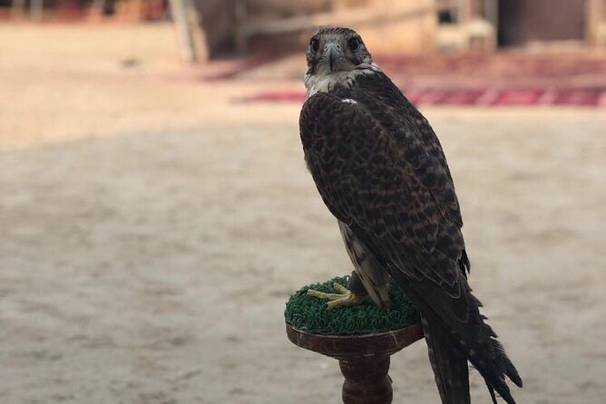 Doha Layover Desert Safari, Camel Ride, Sand Boarding, Inland Sea - Inland Sea views, camel ride, and the best photo moments