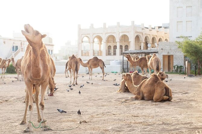 Doha layover, Stopover,Transit (4 Hours Private guided city tour) - Pickup, private pacing, and how to use the guide smartly
