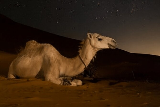 Doha Night Desert Safari Camel Ride Dune Bashing with Transfer - Food and value: what $50.84 buys you, and what to watch for