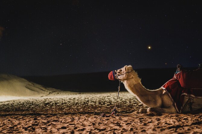 Doha : Night Desert Safari | Transit Safari | Camel ride | Dune Bashing - Why This Desert Safari Starts With a Transit View of Doha