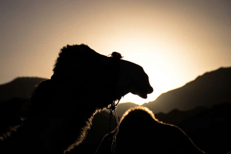 Doha: Night Desert Safari with Camel Ride and Sandboarding - Getting from Doha to the Inland Sea (and why the timing works)