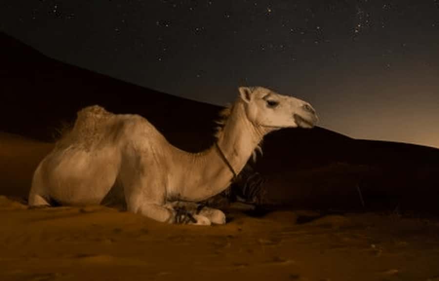 Doha: Night Desert Safari with Stargazing & Camel Ride - Getting Picked Up in Doha: How Smooth the Start Feels