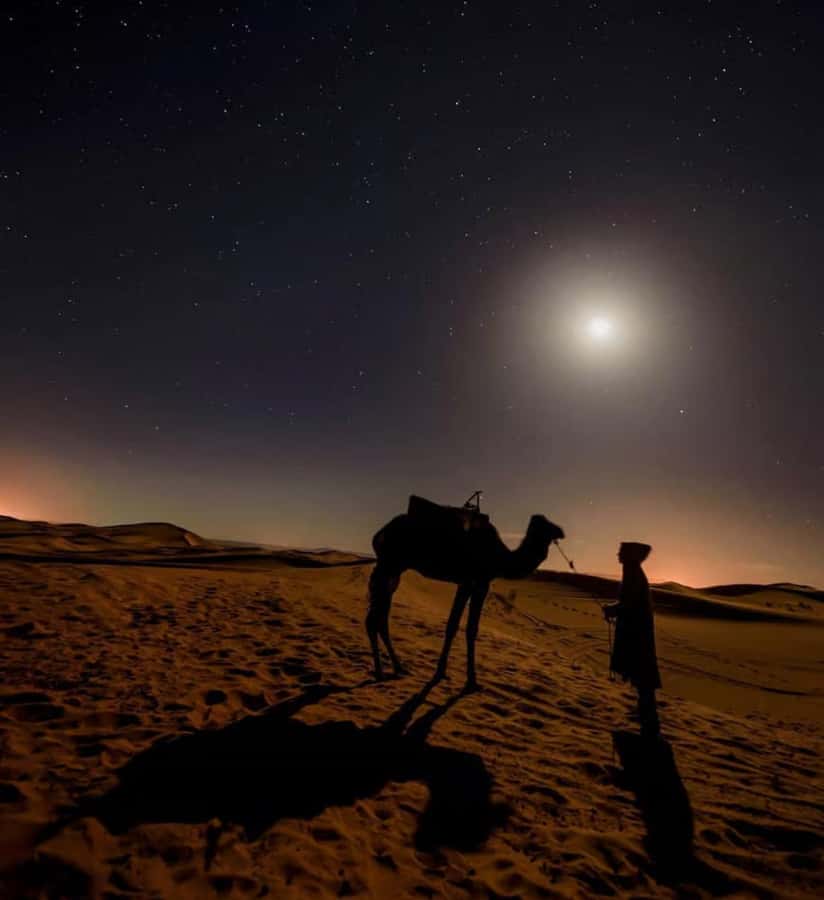 Doha: Night Safari with Dune Bashing and Camel Ride - Key things I’d watch for on this night safari