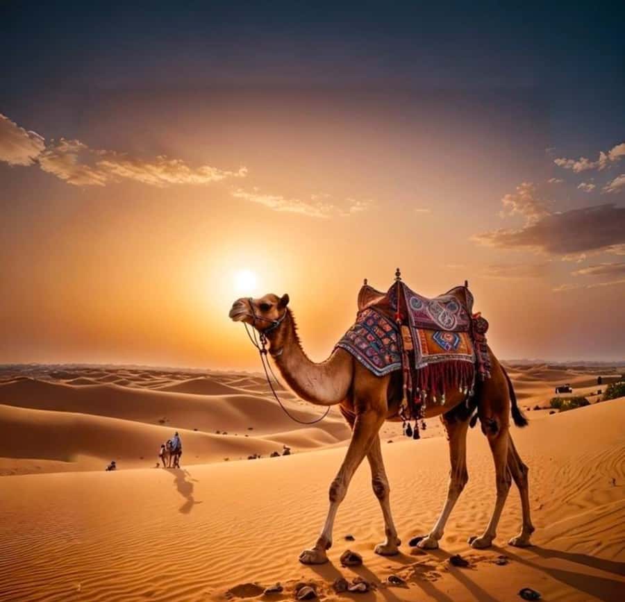 Doha: Nighttime Desert Safari with Dune Bashing & Camel Ride - Why a nighttime desert safari works so well from Doha
