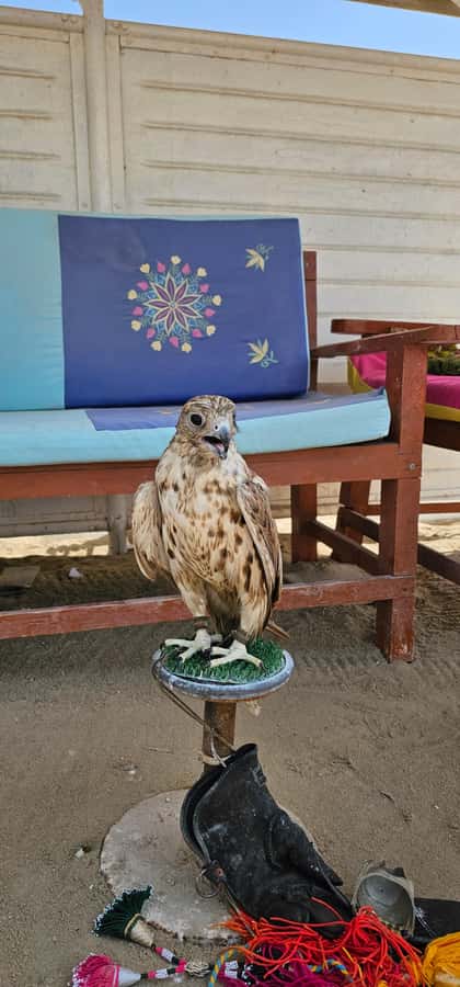 Doha:Private Desert Safari, Falcon, Sandboarding,inland sea - Sandboarding Expectations: Included, Fun, and Not Always What You Picture
