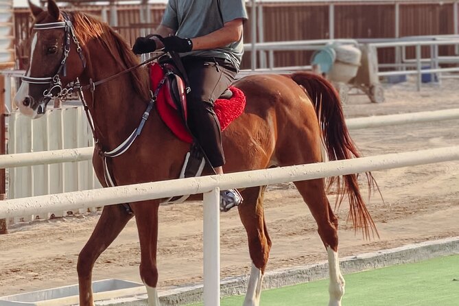 Doha-Private Half Day Safari with Horse Ride/Camel Ride/sandboard - Why this half-day safari works so well in Doha