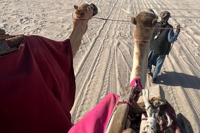 Doha Qatar ATV Quad Bike Buggy Dune Bashing and Camel Ride - The Camel Ride and Bedouin Tent Break You Should Actually Appreciate