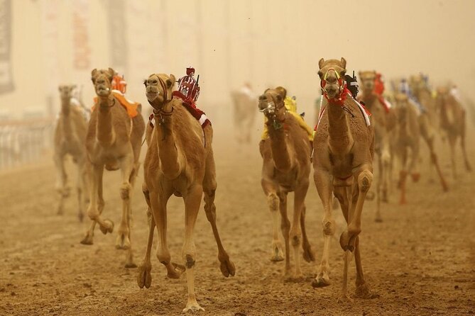 Doha Qatar Camel Race Track visit| West Coast Natural Attractions - Key highlights you should care about