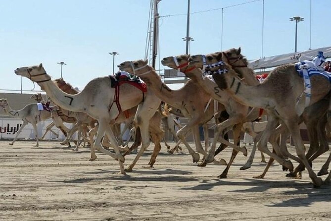 Doha Qatar Camel Race Track visit| West Coast Natural Attractions - Zekreet Fort Ruins, a quick heritage stop between rock formations