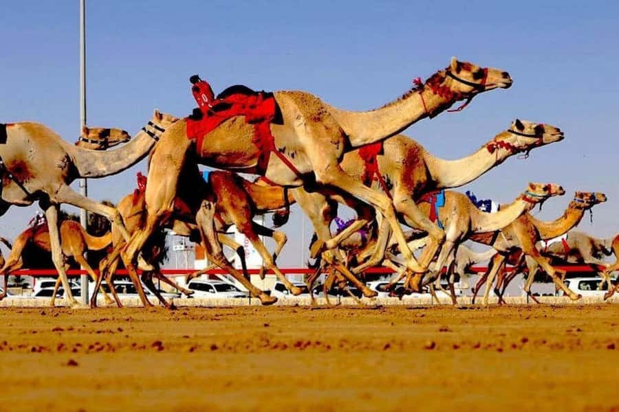 Doha: Richard Serra Sculpture, Zekreet and West Coast Tour - Al Shahaniya camel racetrack stop: quick photos, real context