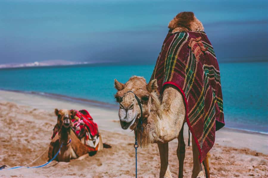 Doha:Safari Tour with Lunch/Dinner in Desert by the Sea Side - What to expect from your guide and the vibe of the day