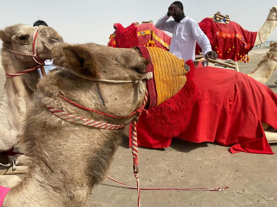 Doha: Sunset desert tour with Camel Ride, Inland Sea & Tea - Inland Sea (Khor Al Adeid): swim, relax, then sunset