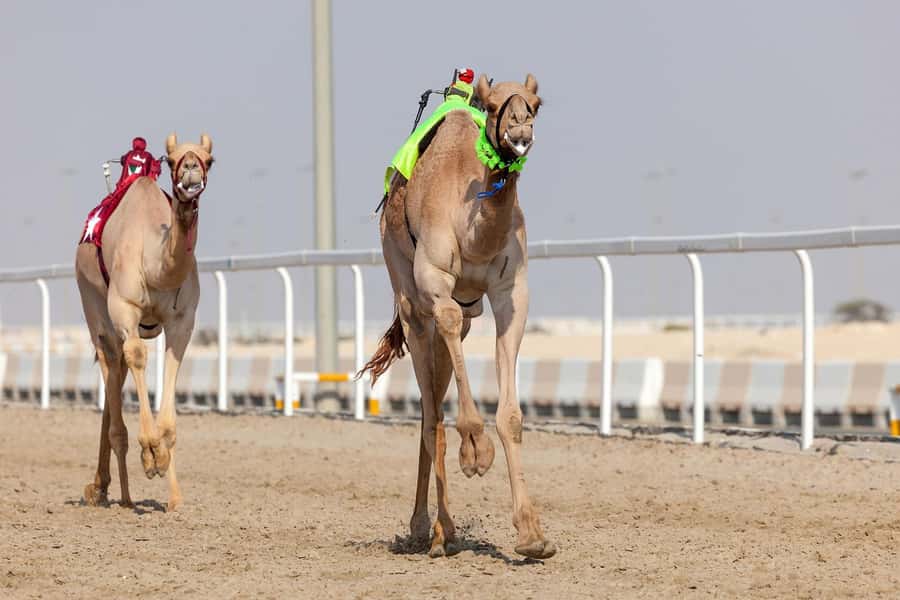 Doha : West Of Qatar Tour With Pickup & Drop-Off - Price and value: does $33 make sense for this 4-hour mix?