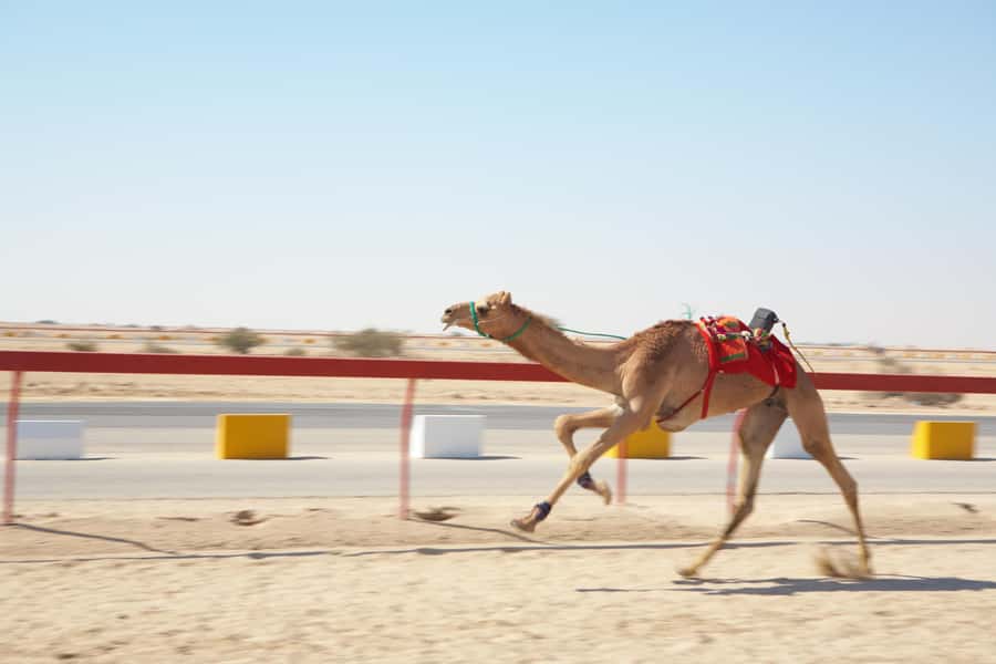 Doha : West Of Qatar Tour With Pickup & Drop-Off - The 4-hour plan: how the timing keeps the day enjoyable