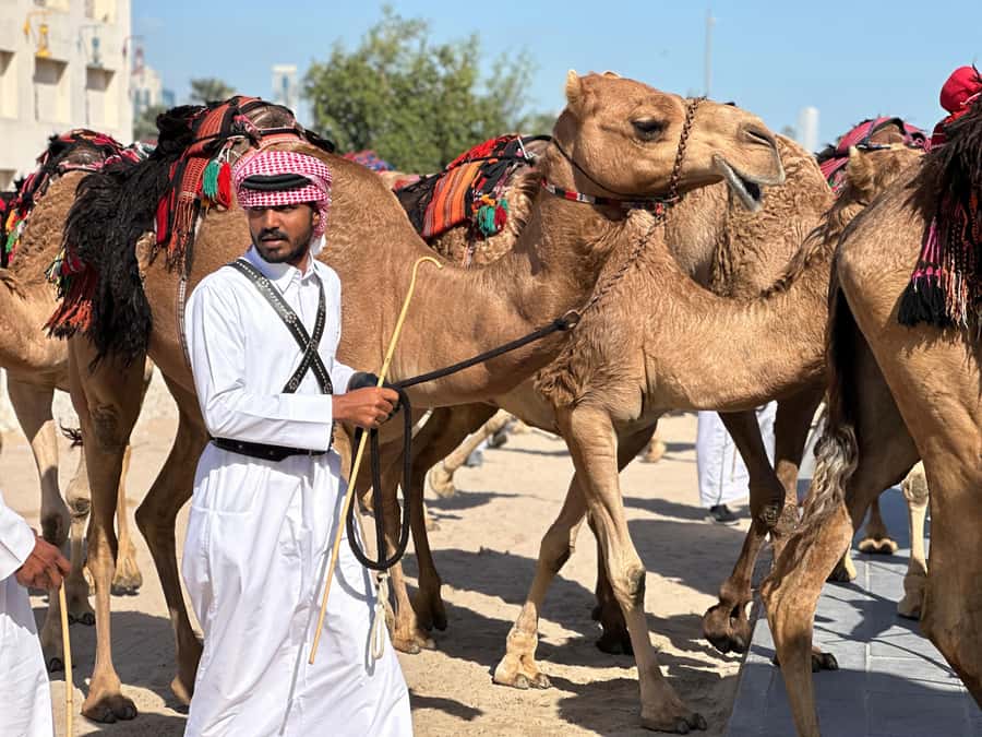 Doha: West Qatar Guided Journey With Pickup & Drop-Off - Al Shahaniya Camel Racetrack: Traditional Qatar in One Guided Stop