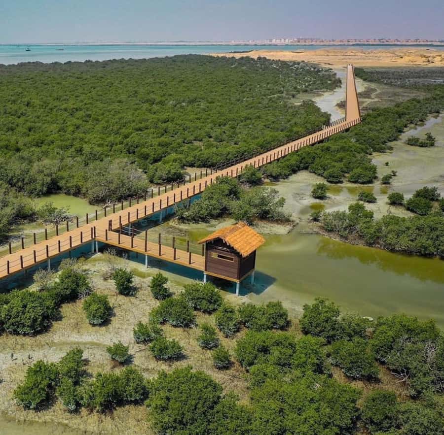 Doha: Zubara UNESCO Site, Mangroves & Jumail Village - North Qatar beyond Doha, why this route feels special
