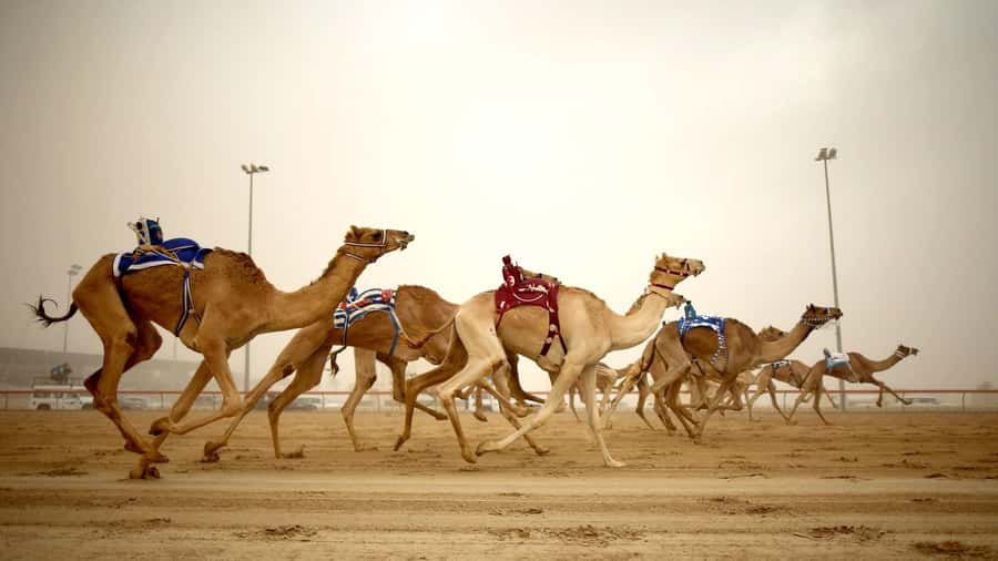 Explore Qatar’s Past: North & West Full-Day Heritage Tour - Key highlights