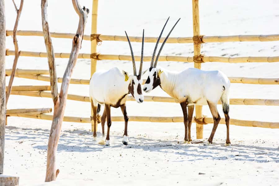From Doha: 8-hour Safari Tour with Desert Beach Experience - Price and Value: Why $192 Feels Like More Than a Simple Safari