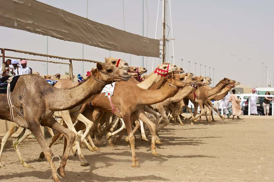 From Doha: Private West Coast and Camel Race Track Tour - A 4-hour private west coast sampler from Doha