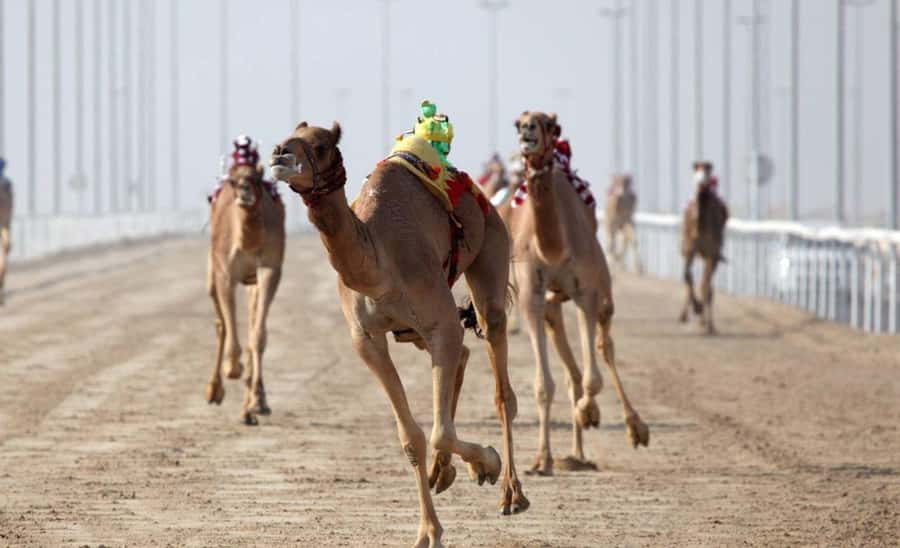From Doha: Private West Coast and Camel Race Track Tour - Sheikh Faisal Museum stop: a useful start before the desert