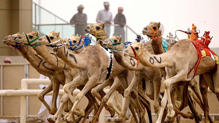 From Doha: Private West Coast and Camel Race Track Tour - Pickup, private guide, and timing that feels intentional