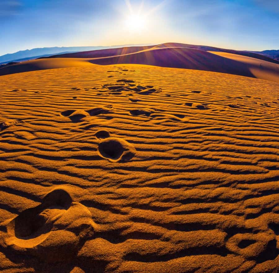 From Doha: Sunrise or Sunset Safari with Sand Boarding - Key highlights worth your attention