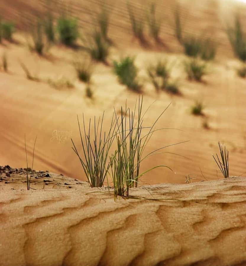 From Doha: Sunrise or Sunset Safari with Sand Boarding - Sandboarding and Camel Camp: Fun, Photos, and Optional Add-ons