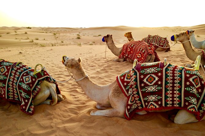 Full-Day DesertSafari with Camel Ride,InlandSea & BBQ Desert Camp - Price, Inclusions, and Where the $240 Really Lands