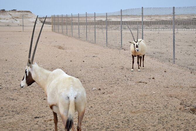 Full-Day Tour Qatar North And West - Pacing, photos, and guide help that actually matters