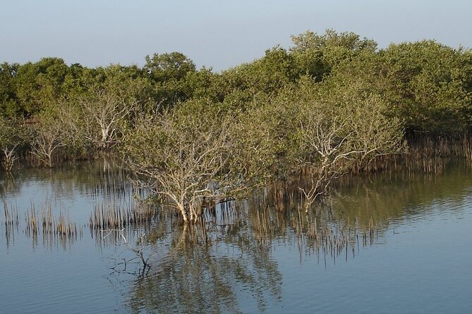 Half-Day North Qatar Tour - Should you book this North Qatar half-day tour?