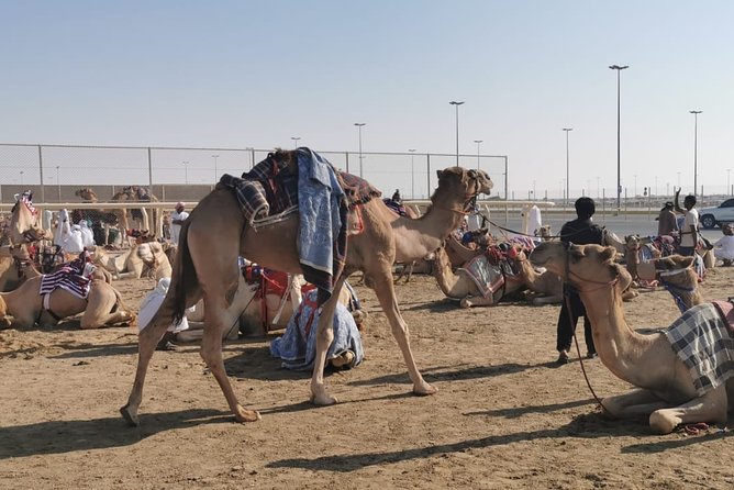 Half-Day Private Guided Camel Race Tour in Qatar - Key Things That Make This Tour Worth Your Time