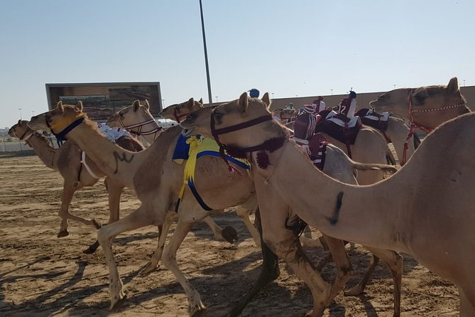 Half-Day Private Guided Camel Race Tour in Qatar - Al Shahaniya Camel Racing Feels Local, Not Staged