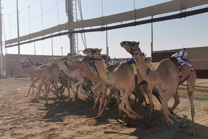 Half-Day Private Guided Camel Race Tour in Qatar - Private Guide Time Plus Pickup, So Your Morning Stays Simple