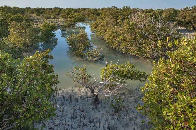 North Qatar Half-Day Tour: Al Zubarah, Purple Island & Mangroves - Practical Tips: Dress Code, Timing, and Rain Plans